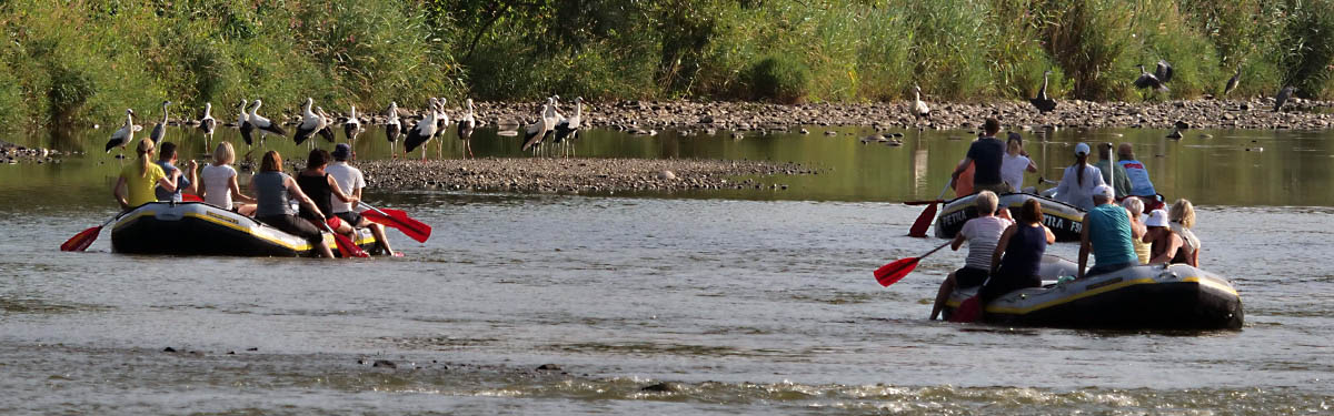 Schlauchboottour auf der Strecke C auf dem Fluss Freiberger Mulde - im Hintergrund sind viele Jungstörche und Graureiher zu sehen!